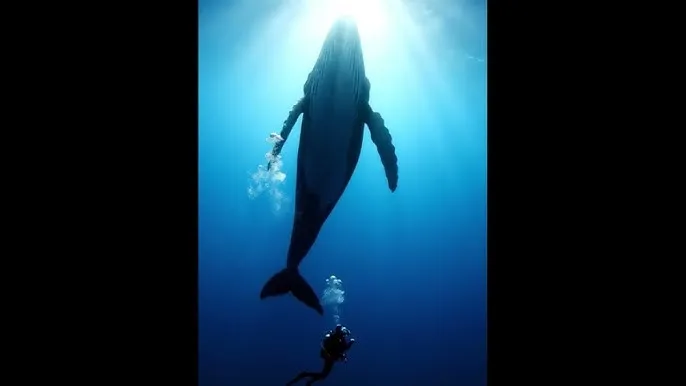 快猫在线观看高清网站 - 深蓝星球：探索海洋深处的未知世界
